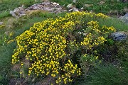 22 Fiori di ginestra